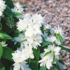 Philadelphus 'Minnesota Snowflake' - Ebajasmiin 'Minnesota Snowflake' P9/0,55L